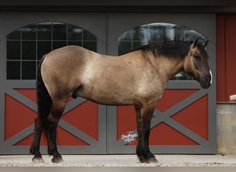 caballo de tiro Mestizo, Caballo castrado, 5 años, 168 cm, Grullo