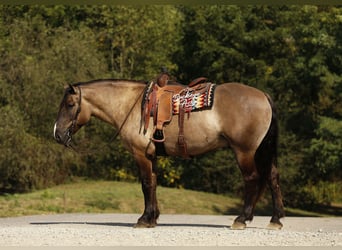 caballo de tiro Mestizo, Caballo castrado, 5 años, 168 cm, Grullo