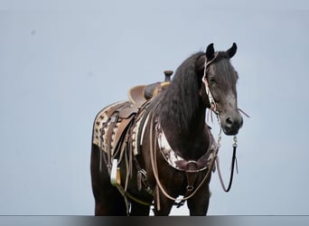 caballo de tiro, Caballo castrado, 5 años, 168 cm, Negro