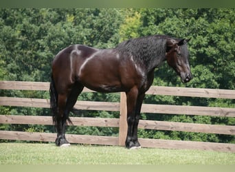 caballo de tiro, Caballo castrado, 5 años, 168 cm, Negro