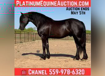 caballo de tiro, Caballo castrado, 5 años, 168 cm, Negro