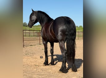 caballo de tiro, Caballo castrado, 5 años, 168 cm, Negro