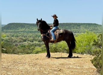 caballo de tiro, Caballo castrado, 5 años, 168 cm, Negro