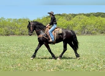 caballo de tiro, Caballo castrado, 5 años, 168 cm, Negro