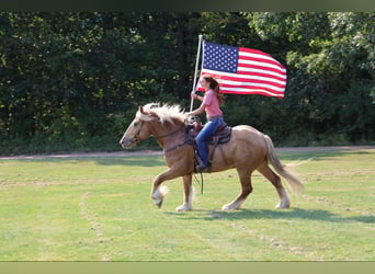 caballo de tiro, Caballo castrado, 5 años, 168 cm, Palomino