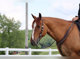 caballo de tiro Mestizo, Caballo castrado, 5 años, 168 cm, Red Dun/Cervuno