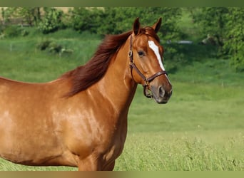 caballo de tiro Mestizo, Caballo castrado, 5 años, 168 cm, Red Dun/Cervuno