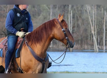 caballo de tiro Mestizo, Caballo castrado, 5 años, 168 cm, Red Dun/Cervuno