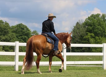 caballo de tiro Mestizo, Caballo castrado, 5 años, 168 cm, Red Dun/Cervuno