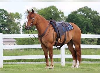 caballo de tiro Mestizo, Caballo castrado, 5 años, 168 cm, Red Dun/Cervuno