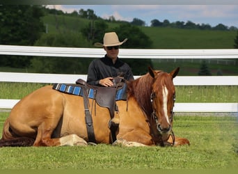 caballo de tiro Mestizo, Caballo castrado, 5 años, 168 cm, Red Dun/Cervuno