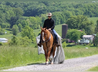 caballo de tiro Mestizo, Caballo castrado, 5 años, 168 cm, Red Dun/Cervuno