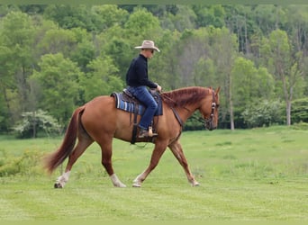 caballo de tiro Mestizo, Caballo castrado, 5 años, 168 cm, Red Dun/Cervuno