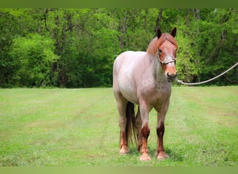 caballo de tiro, Caballo castrado, 5 años, 168 cm, Ruano alazán