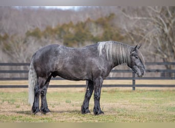 caballo de tiro, Caballo castrado, 5 años, 168 cm, Tordo
