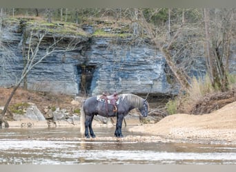caballo de tiro, Caballo castrado, 5 años, 168 cm, Tordo
