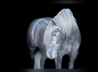 caballo de tiro, Caballo castrado, 5 años, 168 cm, Tordo