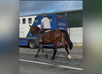 caballo de tiro, Caballo castrado, 5 años, 170 cm, Castaño