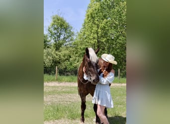 caballo de tiro, Caballo castrado, 5 años, 170 cm, Castaño