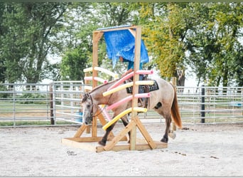 caballo de tiro Mestizo, Caballo castrado, 5 años, 173 cm, Grullo