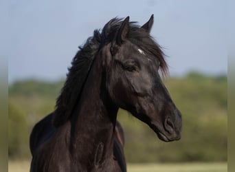 caballo de tiro, Caballo castrado, 5 años, 173 cm, Negro