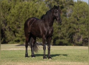 caballo de tiro, Caballo castrado, 5 años, 173 cm, Negro