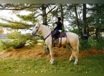 caballo de tiro, Caballo castrado, 5 años, 173 cm, Palomino