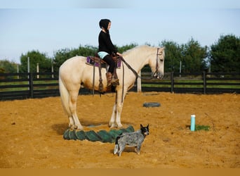 caballo de tiro, Caballo castrado, 5 años, 173 cm, Palomino