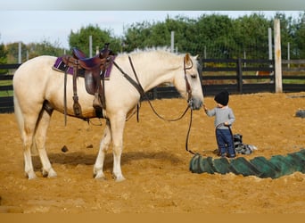 caballo de tiro, Caballo castrado, 5 años, 173 cm, Palomino