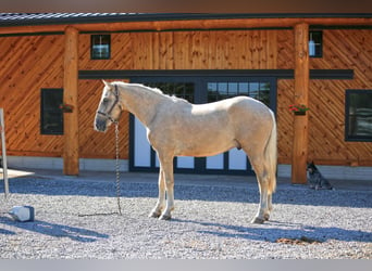 caballo de tiro, Caballo castrado, 5 años, 173 cm, Palomino