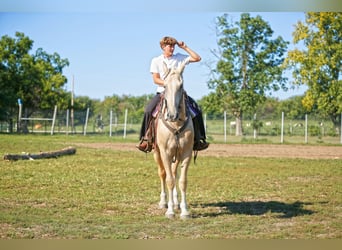 caballo de tiro, Caballo castrado, 5 años, 173 cm, Palomino