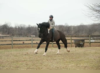 caballo de tiro Mestizo, Caballo castrado, 5 años, 173 cm, Pío