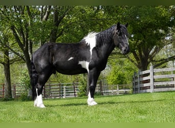 caballo de tiro Mestizo, Caballo castrado, 5 años, 173 cm, Pío