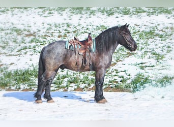 caballo de tiro Mestizo, Caballo castrado, 5 años, 173 cm, Ruano azulado