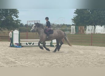 caballo de tiro, Caballo castrado, 5 años, 173 cm, Tordo