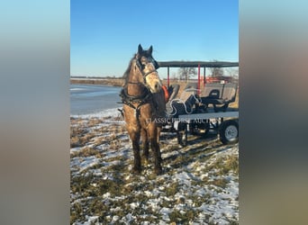 caballo de tiro, Caballo castrado, 5 años, 173 cm, Tordo