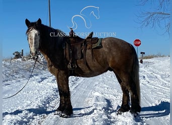 caballo de tiro, Caballo castrado, 5 años, 173 cm, Tordo