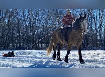 caballo de tiro, Caballo castrado, 5 años, 173 cm, Tordo