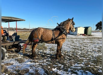 caballo de tiro, Caballo castrado, 5 años, 173 cm, Tordo