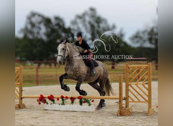 caballo de tiro, Caballo castrado, 5 años, 173 cm, Tordo