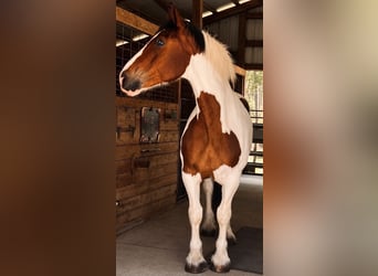 caballo de tiro, Caballo castrado, 5 años, 175 cm, Tobiano-todas las-capas