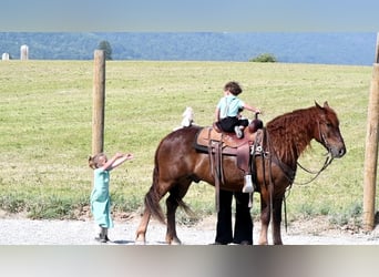 caballo de tiro Mestizo, Caballo castrado, 5 años, Alazán-tostado