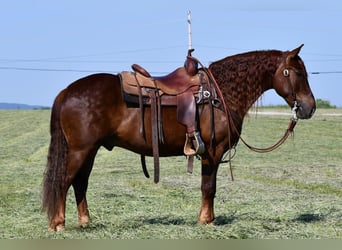 caballo de tiro Mestizo, Caballo castrado, 5 años, Alazán-tostado
