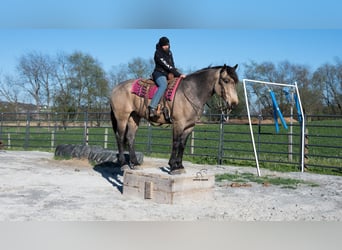 caballo de tiro Mestizo, Caballo castrado, 5 años, Buckskin/Bayo
