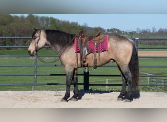 caballo de tiro Mestizo, Caballo castrado, 5 años, Buckskin/Bayo