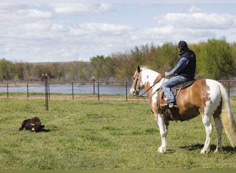 caballo de tiro Mestizo, Caballo castrado, 5 años