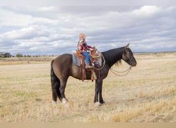 caballo de tiro Mestizo, Caballo castrado, 5 años, Grullo