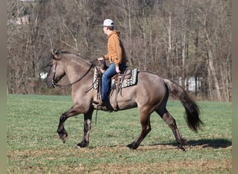 caballo de tiro, Caballo castrado, 5 años, Grullo