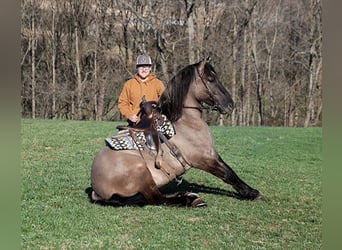 caballo de tiro, Caballo castrado, 5 años, Grullo