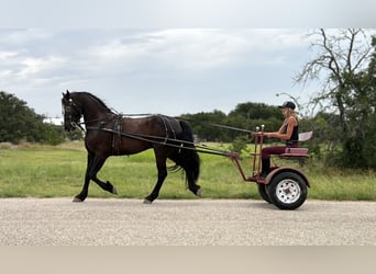 caballo de tiro Mestizo, Caballo castrado, 5 años, Negro
